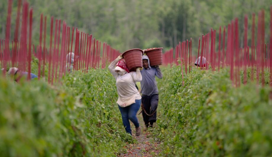 Eine Arbeiterin und ein Arbeiter auf einem Feld zwischen grünen Pflanzen laufen mit großen Körben auf den Schultern durch ein Feld